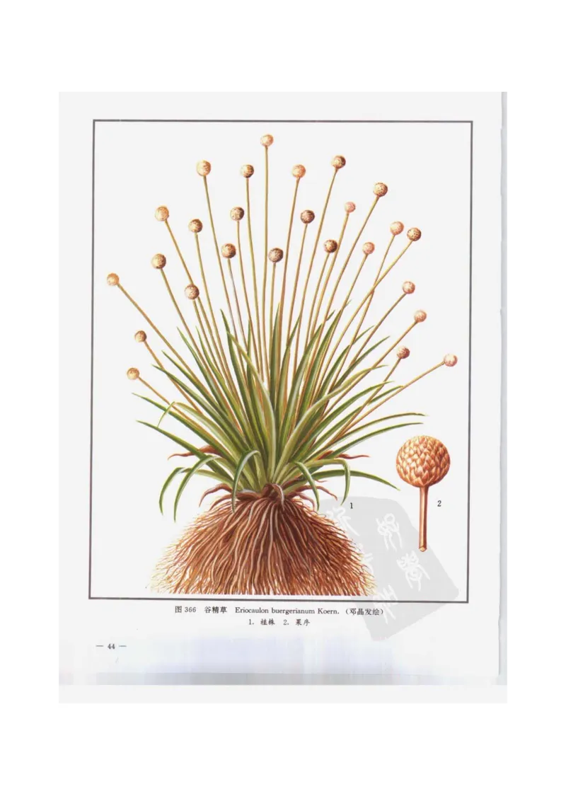 中国本草彩色图鉴（常用中药篇）（下卷）（钱信忠）_绝版书_天涯系列_t涯_绝版古籍电子书合集（13大类）_医书类_中国本草彩色图鉴（常用中药篇）_3册