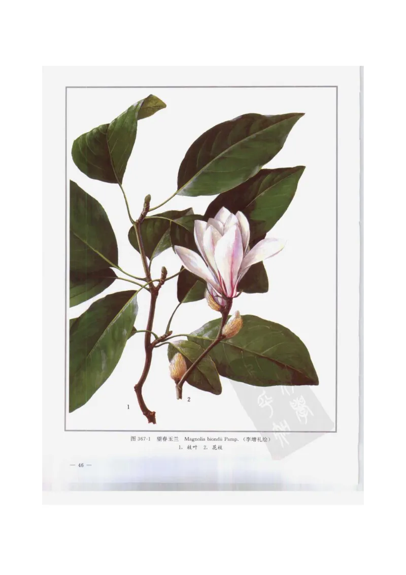 中国本草彩色图鉴（常用中药篇）（下卷）（钱信忠）_绝版书_天涯系列_t涯_绝版古籍电子书合集（13大类）_医书类_中国本草彩色图鉴（常用中药篇）_3册