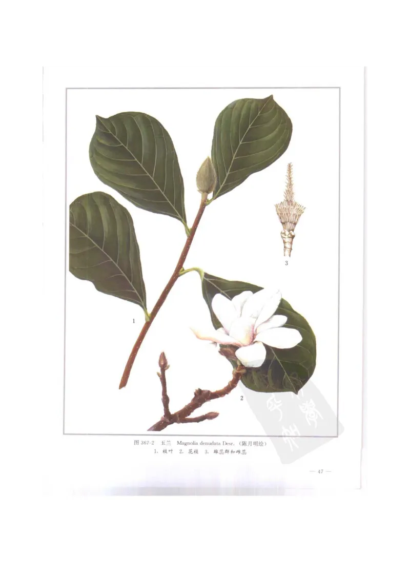 中国本草彩色图鉴（常用中药篇）（下卷）（钱信忠）_绝版书_天涯系列_t涯_绝版古籍电子书合集（13大类）_医书类_中国本草彩色图鉴（常用中药篇）_3册