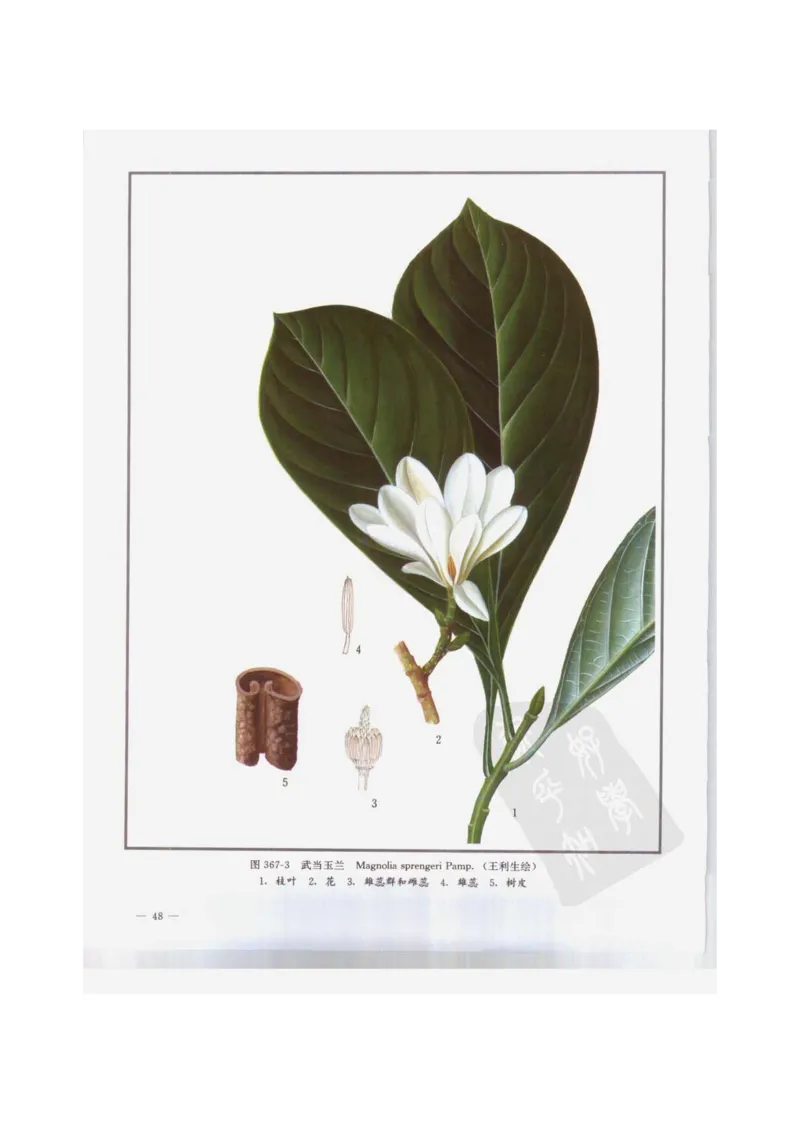 中国本草彩色图鉴（常用中药篇）（下卷）（钱信忠）_绝版书_天涯系列_t涯_绝版古籍电子书合集（13大类）_医书类_中国本草彩色图鉴（常用中药篇）_3册