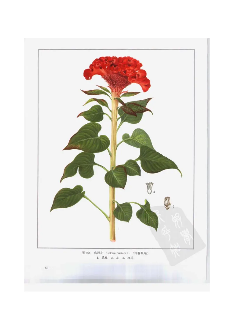 中国本草彩色图鉴（常用中药篇）（下卷）（钱信忠）_绝版书_天涯系列_t涯_绝版古籍电子书合集（13大类）_医书类_中国本草彩色图鉴（常用中药篇）_3册