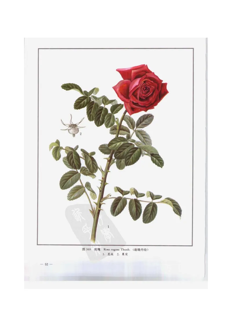 中国本草彩色图鉴（常用中药篇）（下卷）（钱信忠）_绝版书_天涯系列_t涯_绝版古籍电子书合集（13大类）_医书类_中国本草彩色图鉴（常用中药篇）_3册