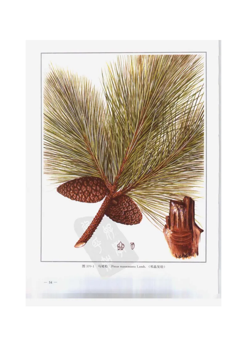 中国本草彩色图鉴（常用中药篇）（下卷）（钱信忠）_绝版书_天涯系列_t涯_绝版古籍电子书合集（13大类）_医书类_中国本草彩色图鉴（常用中药篇）_3册