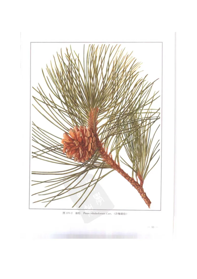 中国本草彩色图鉴（常用中药篇）（下卷）（钱信忠）_绝版书_天涯系列_t涯_绝版古籍电子书合集（13大类）_医书类_中国本草彩色图鉴（常用中药篇）_3册