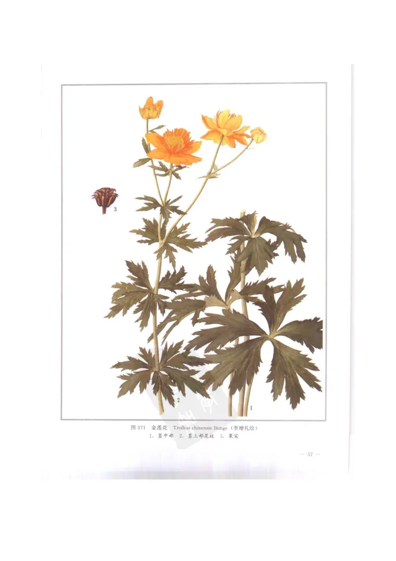 中国本草彩色图鉴（常用中药篇）（下卷）（钱信忠）_绝版书_天涯系列_t涯_绝版古籍电子书合集（13大类）_医书类_中国本草彩色图鉴（常用中药篇）_3册