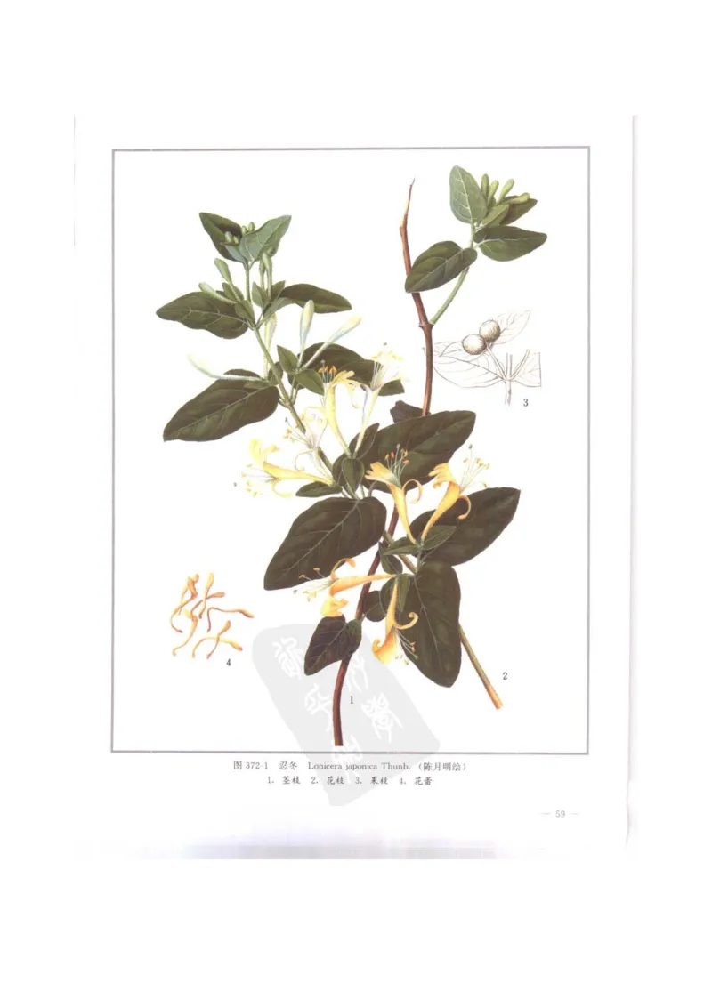 中国本草彩色图鉴（常用中药篇）（下卷）（钱信忠）_绝版书_天涯系列_t涯_绝版古籍电子书合集（13大类）_医书类_中国本草彩色图鉴（常用中药篇）_3册