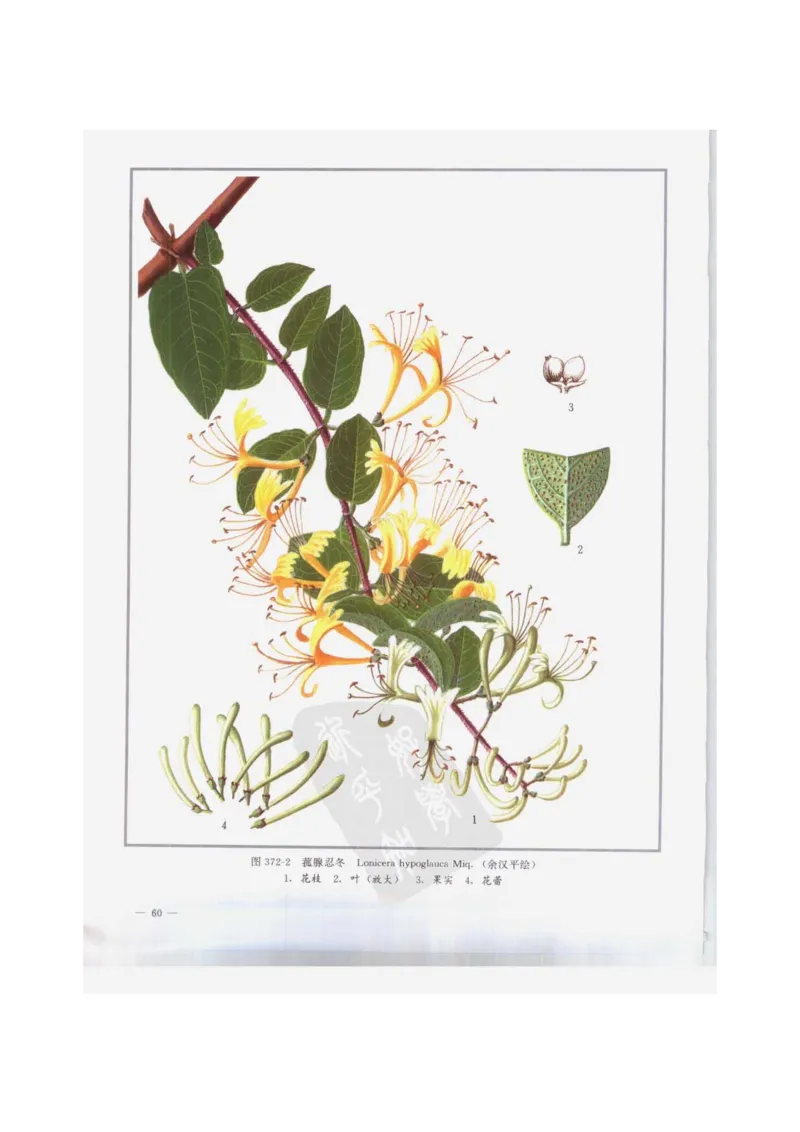 中国本草彩色图鉴（常用中药篇）（下卷）（钱信忠）_绝版书_天涯系列_t涯_绝版古籍电子书合集（13大类）_医书类_中国本草彩色图鉴（常用中药篇）_3册