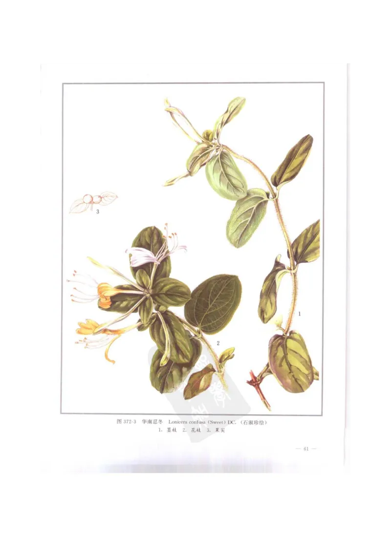 中国本草彩色图鉴（常用中药篇）（下卷）（钱信忠）_绝版书_天涯系列_t涯_绝版古籍电子书合集（13大类）_医书类_中国本草彩色图鉴（常用中药篇）_3册