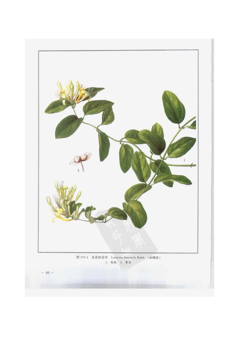 中国本草彩色图鉴（常用中药篇）（下卷）（钱信忠）_绝版书_天涯系列_t涯_绝版古籍电子书合集（13大类）_医书类_中国本草彩色图鉴（常用中药篇）_3册