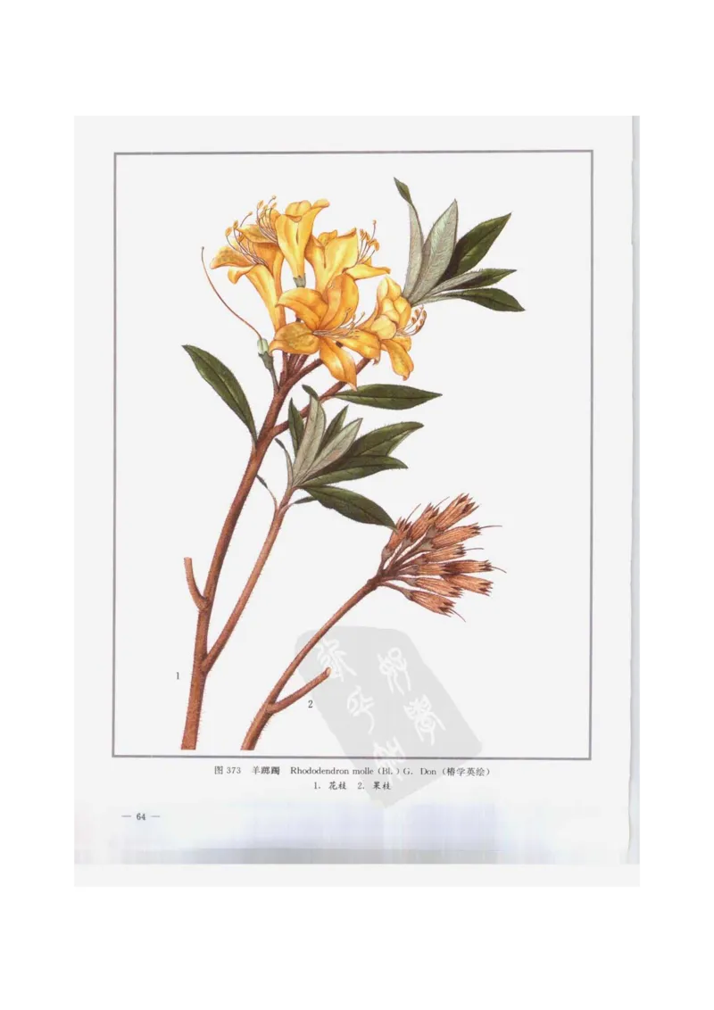 中国本草彩色图鉴（常用中药篇）（下卷）（钱信忠）_绝版书_天涯系列_t涯_绝版古籍电子书合集（13大类）_医书类_中国本草彩色图鉴（常用中药篇）_3册