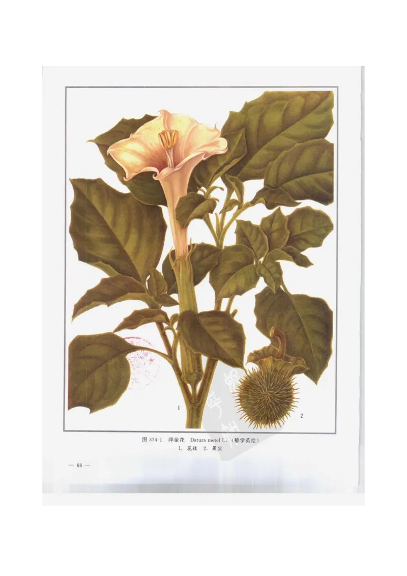 中国本草彩色图鉴（常用中药篇）（下卷）（钱信忠）_绝版书_天涯系列_t涯_绝版古籍电子书合集（13大类）_医书类_中国本草彩色图鉴（常用中药篇）_3册