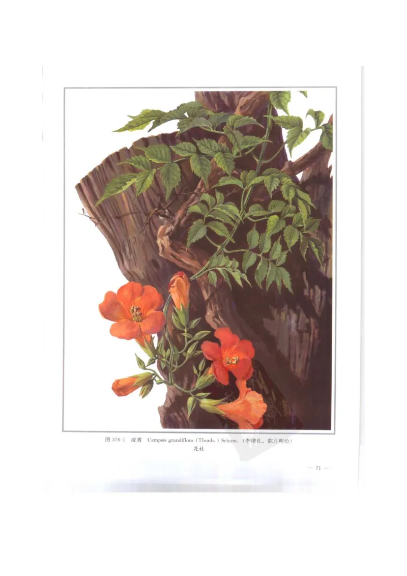 中国本草彩色图鉴（常用中药篇）（下卷）（钱信忠）_绝版书_天涯系列_t涯_绝版古籍电子书合集（13大类）_医书类_中国本草彩色图鉴（常用中药篇）_3册