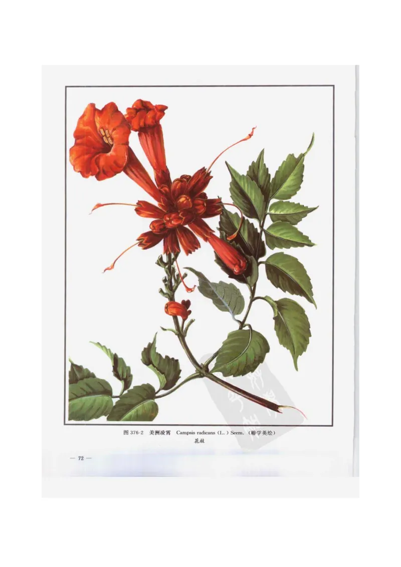 中国本草彩色图鉴（常用中药篇）（下卷）（钱信忠）_绝版书_天涯系列_t涯_绝版古籍电子书合集（13大类）_医书类_中国本草彩色图鉴（常用中药篇）_3册