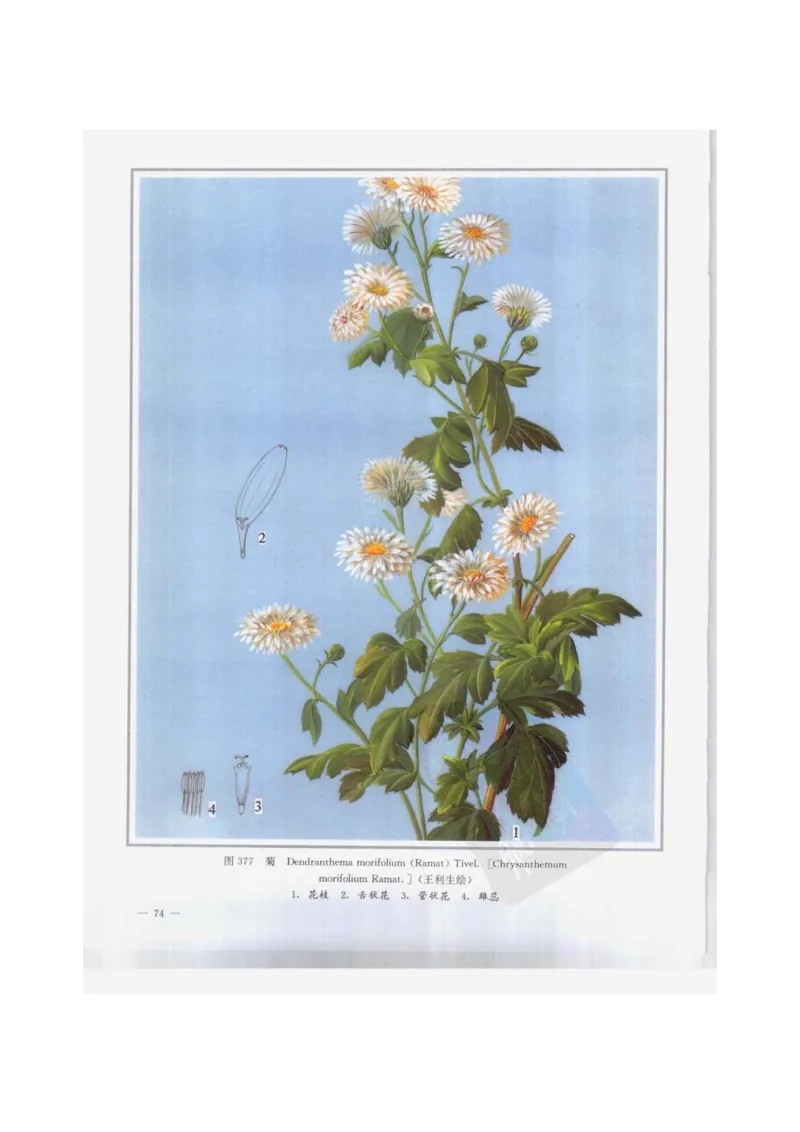 中国本草彩色图鉴（常用中药篇）（下卷）（钱信忠）_绝版书_天涯系列_t涯_绝版古籍电子书合集（13大类）_医书类_中国本草彩色图鉴（常用中药篇）_3册