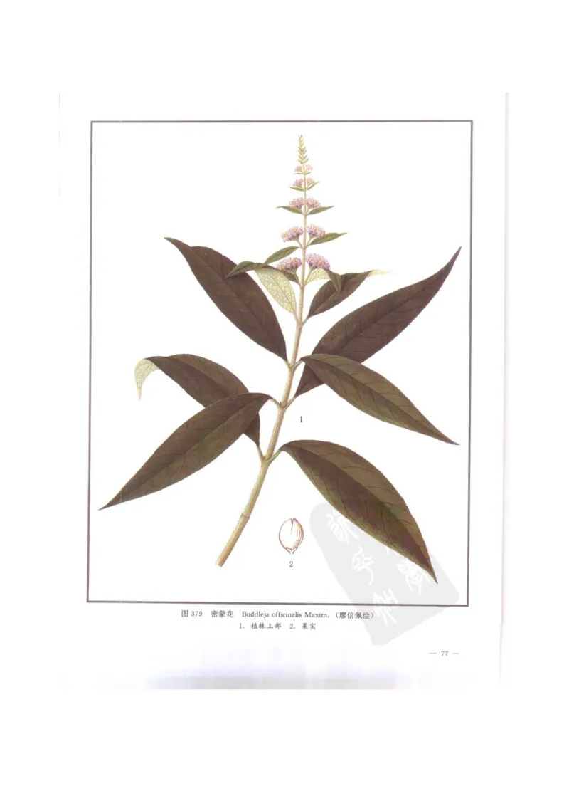 中国本草彩色图鉴（常用中药篇）（下卷）（钱信忠）_绝版书_天涯系列_t涯_绝版古籍电子书合集（13大类）_医书类_中国本草彩色图鉴（常用中药篇）_3册