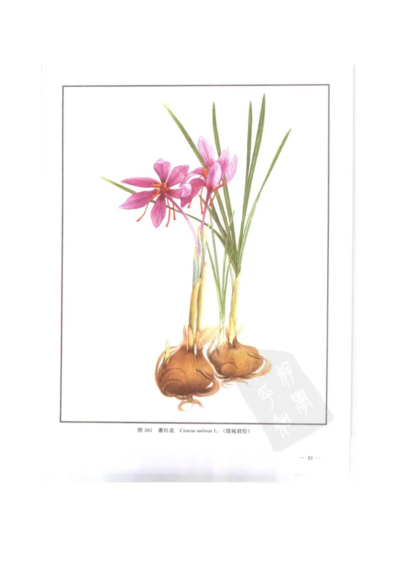 中国本草彩色图鉴（常用中药篇）（下卷）（钱信忠）_绝版书_天涯系列_t涯_绝版古籍电子书合集（13大类）_医书类_中国本草彩色图鉴（常用中药篇）_3册