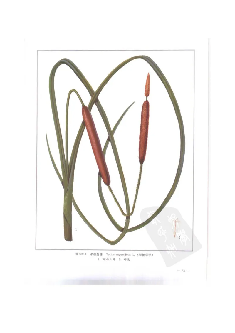 中国本草彩色图鉴（常用中药篇）（下卷）（钱信忠）_绝版书_天涯系列_t涯_绝版古籍电子书合集（13大类）_医书类_中国本草彩色图鉴（常用中药篇）_3册