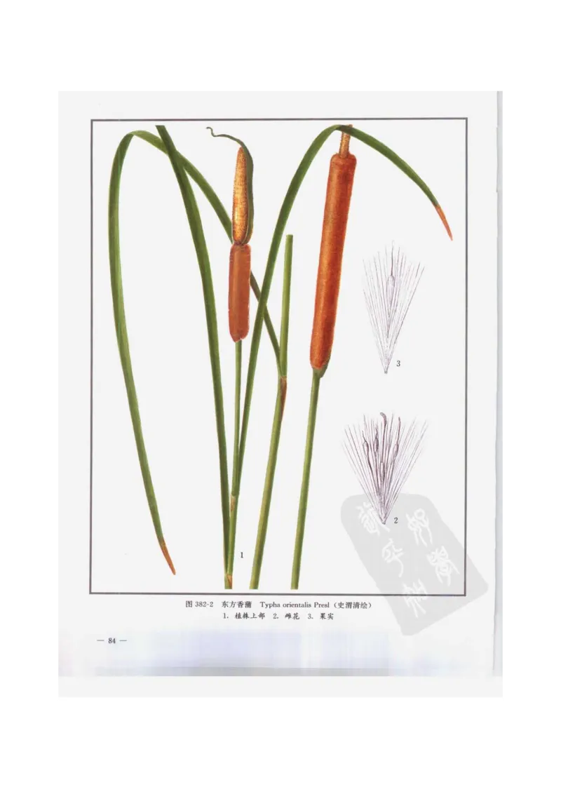 中国本草彩色图鉴（常用中药篇）（下卷）（钱信忠）_绝版书_天涯系列_t涯_绝版古籍电子书合集（13大类）_医书类_中国本草彩色图鉴（常用中药篇）_3册