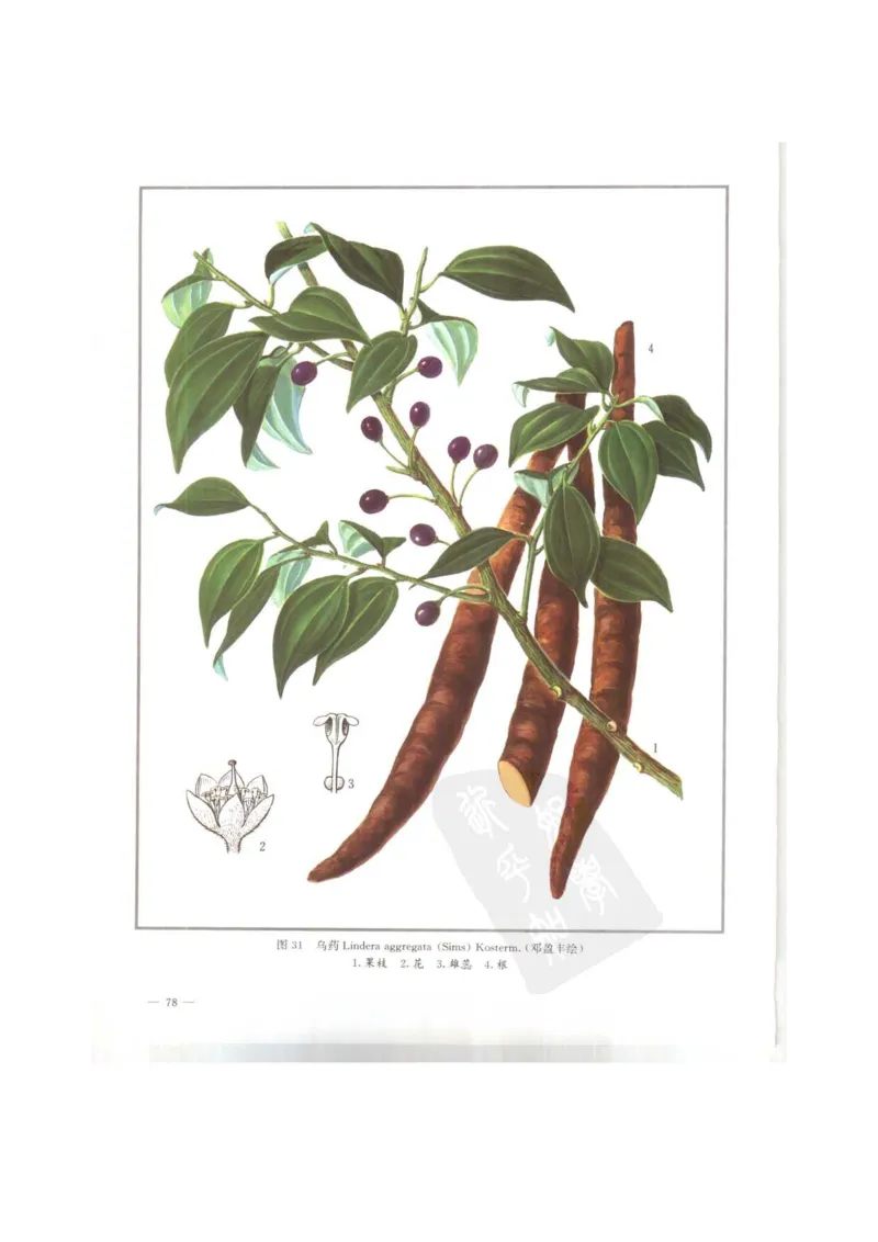 中国本草彩色图鉴（常用中药篇）（上卷）（钱信忠）_绝版书_天涯系列_t涯_绝版古籍电子书合集（13大类）_医书类_中国本草彩色图鉴（常用中药篇）_3册