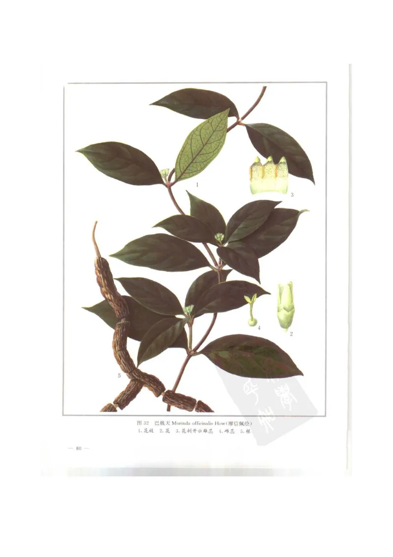 中国本草彩色图鉴（常用中药篇）（上卷）（钱信忠）_绝版书_天涯系列_t涯_绝版古籍电子书合集（13大类）_医书类_中国本草彩色图鉴（常用中药篇）_3册