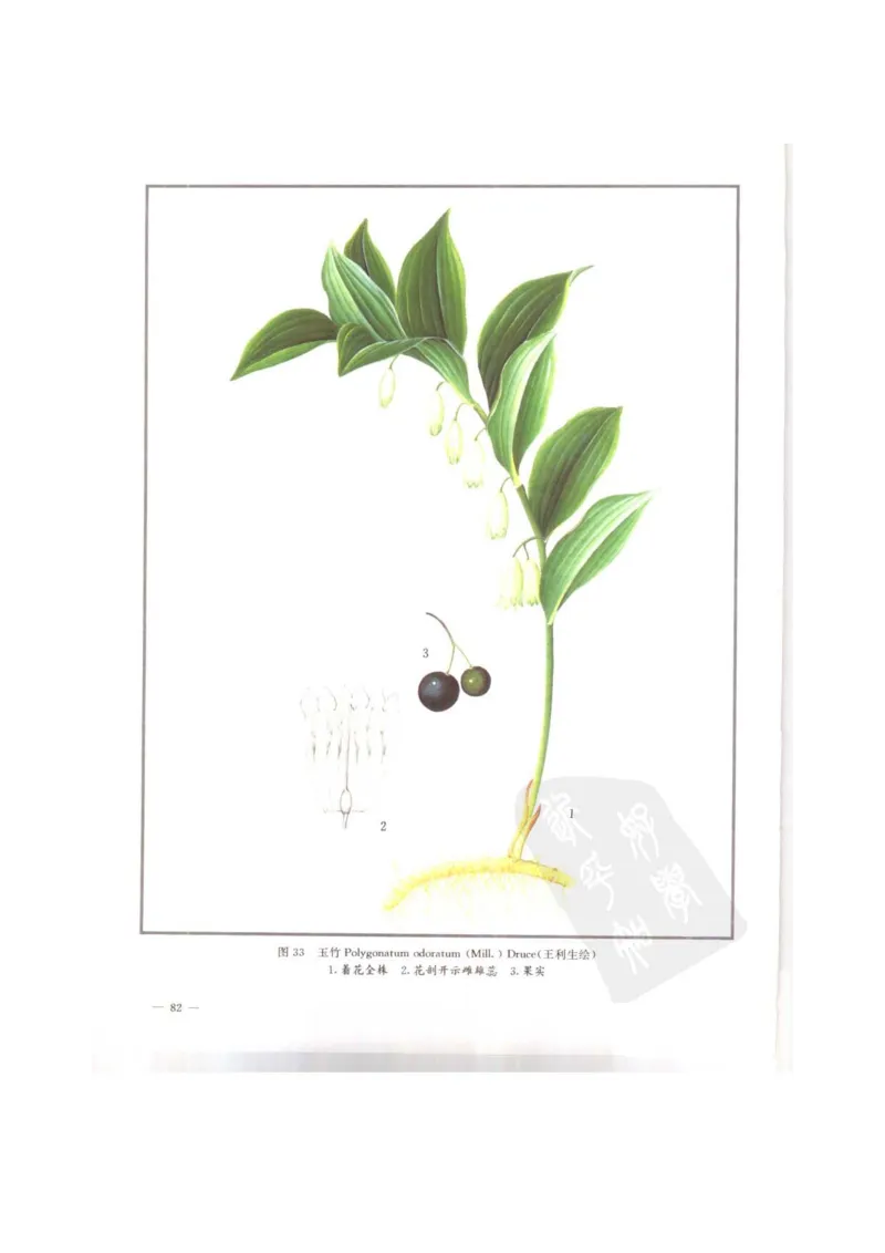 中国本草彩色图鉴（常用中药篇）（上卷）（钱信忠）_绝版书_天涯系列_t涯_绝版古籍电子书合集（13大类）_医书类_中国本草彩色图鉴（常用中药篇）_3册