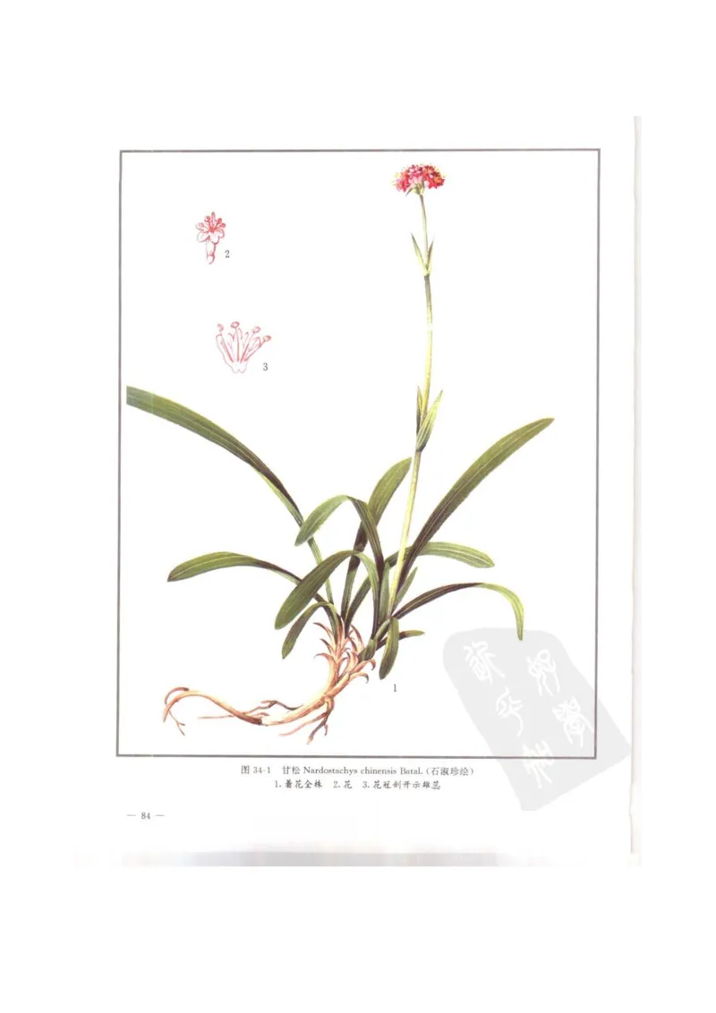 中国本草彩色图鉴（常用中药篇）（上卷）（钱信忠）_绝版书_天涯系列_t涯_绝版古籍电子书合集（13大类）_医书类_中国本草彩色图鉴（常用中药篇）_3册