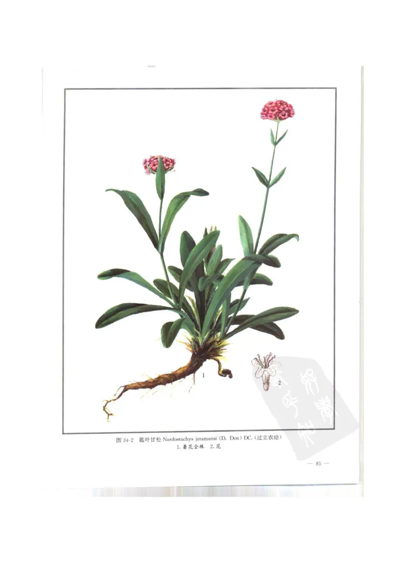 中国本草彩色图鉴（常用中药篇）（上卷）（钱信忠）_绝版书_天涯系列_t涯_绝版古籍电子书合集（13大类）_医书类_中国本草彩色图鉴（常用中药篇）_3册