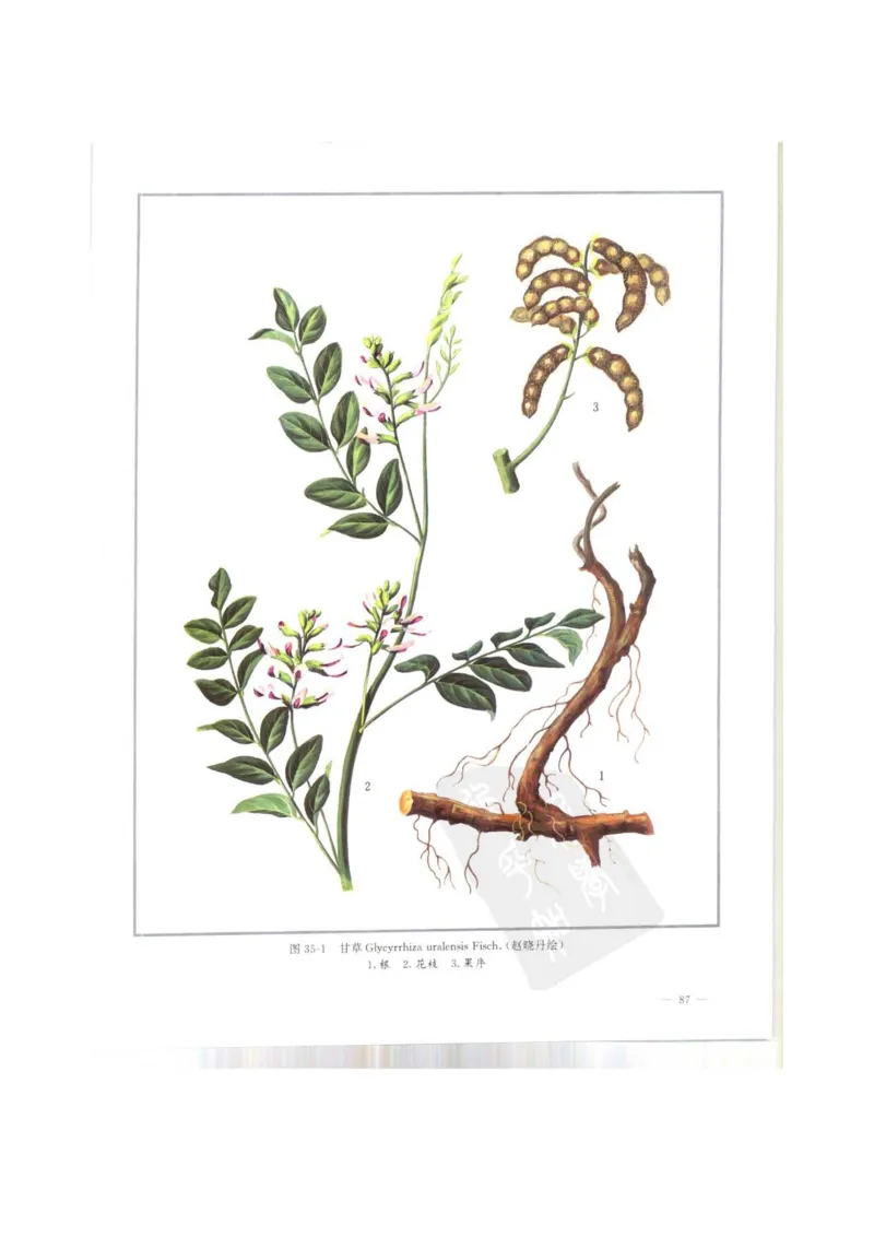 中国本草彩色图鉴（常用中药篇）（上卷）（钱信忠）_绝版书_天涯系列_t涯_绝版古籍电子书合集（13大类）_医书类_中国本草彩色图鉴（常用中药篇）_3册