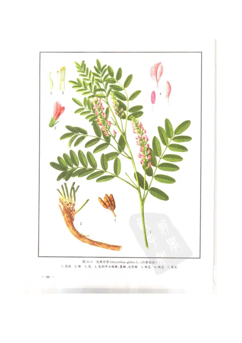 中国本草彩色图鉴（常用中药篇）（上卷）（钱信忠）_绝版书_天涯系列_t涯_绝版古籍电子书合集（13大类）_医书类_中国本草彩色图鉴（常用中药篇）_3册