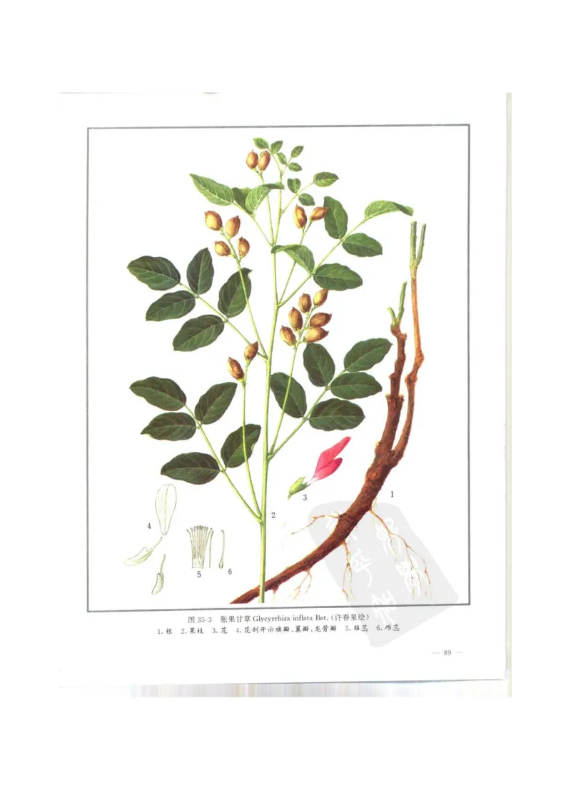 中国本草彩色图鉴（常用中药篇）（上卷）（钱信忠）_绝版书_天涯系列_t涯_绝版古籍电子书合集（13大类）_医书类_中国本草彩色图鉴（常用中药篇）_3册