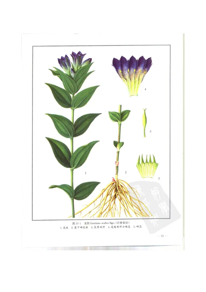 中国本草彩色图鉴（常用中药篇）（上卷）（钱信忠）_绝版书_天涯系列_t涯_绝版古籍电子书合集（13大类）_医书类_中国本草彩色图鉴（常用中药篇）_3册