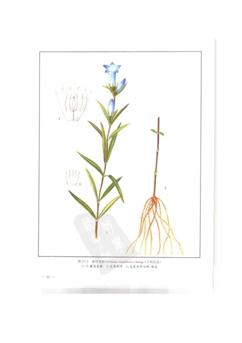 中国本草彩色图鉴（常用中药篇）（上卷）（钱信忠）_绝版书_天涯系列_t涯_绝版古籍电子书合集（13大类）_医书类_中国本草彩色图鉴（常用中药篇）_3册