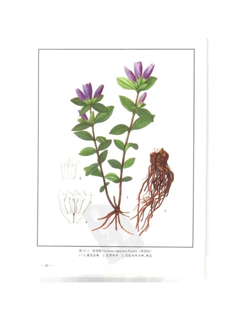 中国本草彩色图鉴（常用中药篇）（上卷）（钱信忠）_绝版书_天涯系列_t涯_绝版古籍电子书合集（13大类）_医书类_中国本草彩色图鉴（常用中药篇）_3册