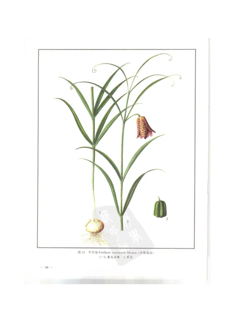 中国本草彩色图鉴（常用中药篇）（上卷）（钱信忠）_绝版书_天涯系列_t涯_绝版古籍电子书合集（13大类）_医书类_中国本草彩色图鉴（常用中药篇）_3册