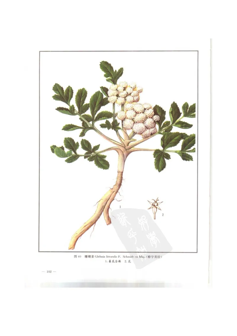 中国本草彩色图鉴（常用中药篇）（上卷）（钱信忠）_绝版书_天涯系列_t涯_绝版古籍电子书合集（13大类）_医书类_中国本草彩色图鉴（常用中药篇）_3册