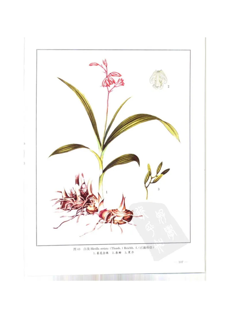 中国本草彩色图鉴（常用中药篇）（上卷）（钱信忠）_绝版书_天涯系列_t涯_绝版古籍电子书合集（13大类）_医书类_中国本草彩色图鉴（常用中药篇）_3册