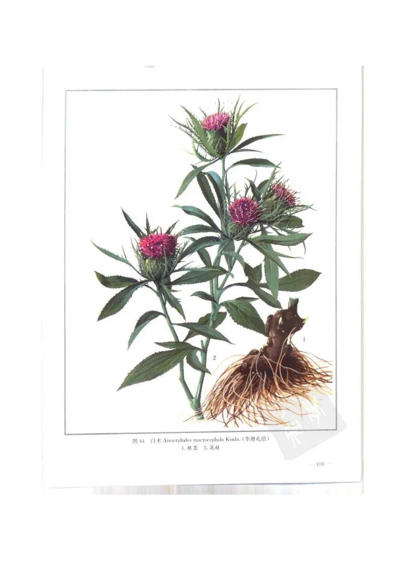 中国本草彩色图鉴（常用中药篇）（上卷）（钱信忠）_绝版书_天涯系列_t涯_绝版古籍电子书合集（13大类）_医书类_中国本草彩色图鉴（常用中药篇）_3册