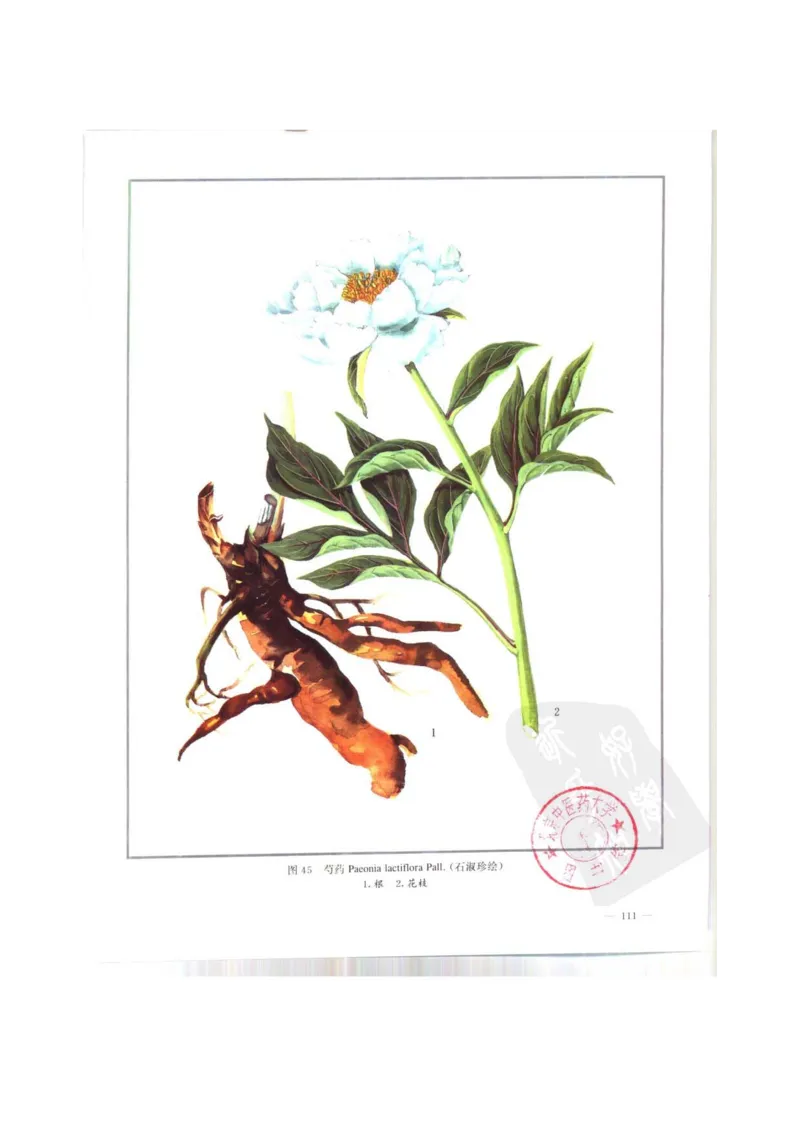 中国本草彩色图鉴（常用中药篇）（上卷）（钱信忠）_绝版书_天涯系列_t涯_绝版古籍电子书合集（13大类）_医书类_中国本草彩色图鉴（常用中药篇）_3册