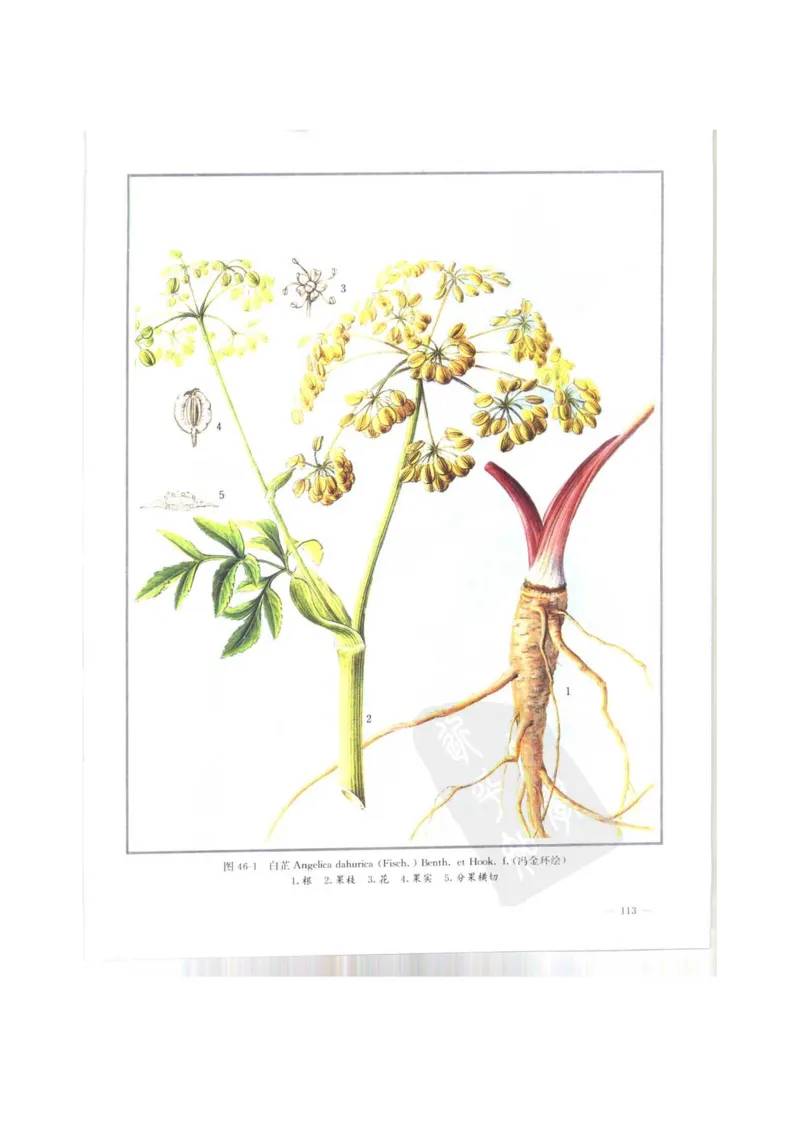 中国本草彩色图鉴（常用中药篇）（上卷）（钱信忠）_绝版书_天涯系列_t涯_绝版古籍电子书合集（13大类）_医书类_中国本草彩色图鉴（常用中药篇）_3册