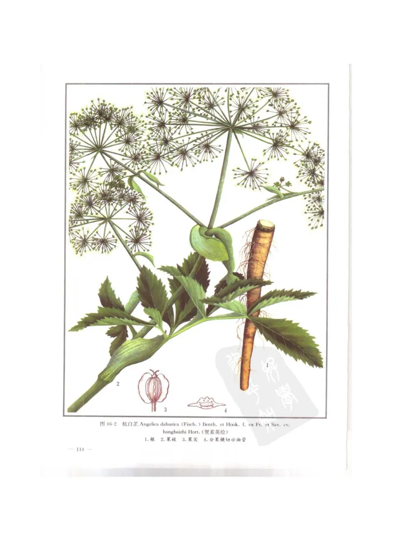 中国本草彩色图鉴（常用中药篇）（上卷）（钱信忠）_绝版书_天涯系列_t涯_绝版古籍电子书合集（13大类）_医书类_中国本草彩色图鉴（常用中药篇）_3册