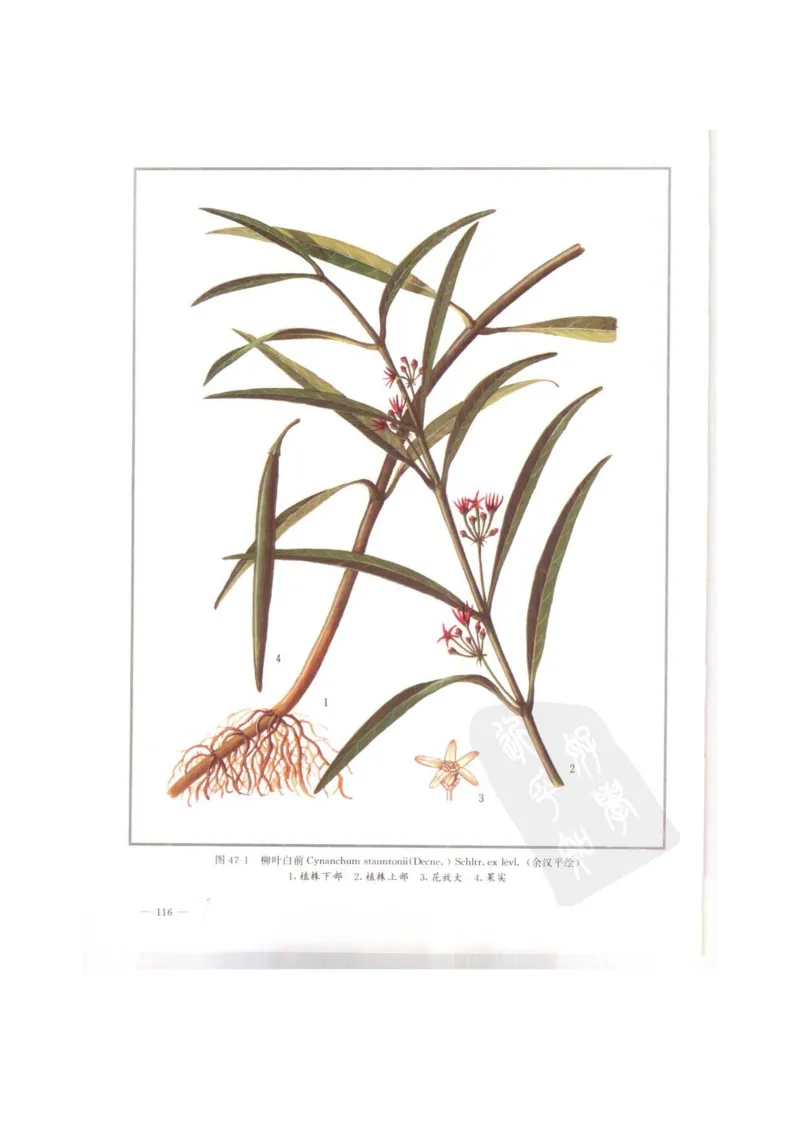 中国本草彩色图鉴（常用中药篇）（上卷）（钱信忠）_绝版书_天涯系列_t涯_绝版古籍电子书合集（13大类）_医书类_中国本草彩色图鉴（常用中药篇）_3册