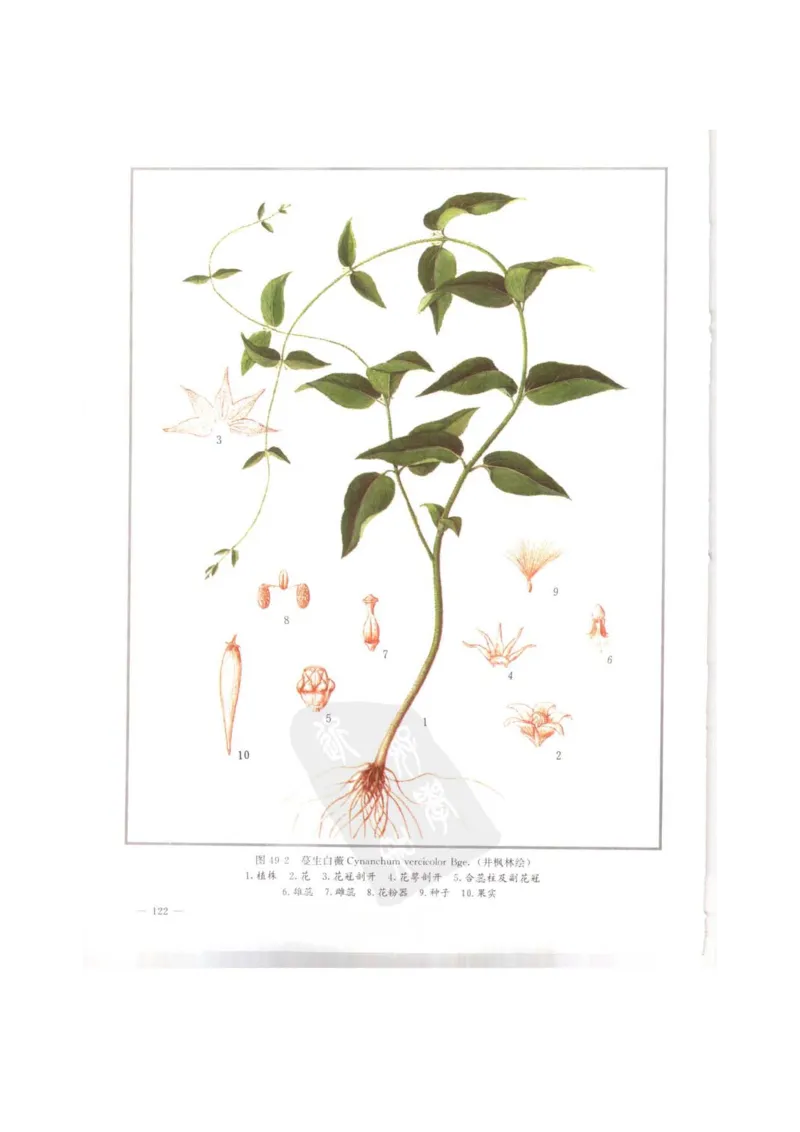 中国本草彩色图鉴（常用中药篇）（上卷）（钱信忠）_绝版书_天涯系列_t涯_绝版古籍电子书合集（13大类）_医书类_中国本草彩色图鉴（常用中药篇）_3册