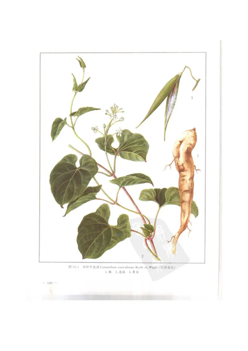 中国本草彩色图鉴（常用中药篇）（上卷）（钱信忠）_绝版书_天涯系列_t涯_绝版古籍电子书合集（13大类）_医书类_中国本草彩色图鉴（常用中药篇）_3册