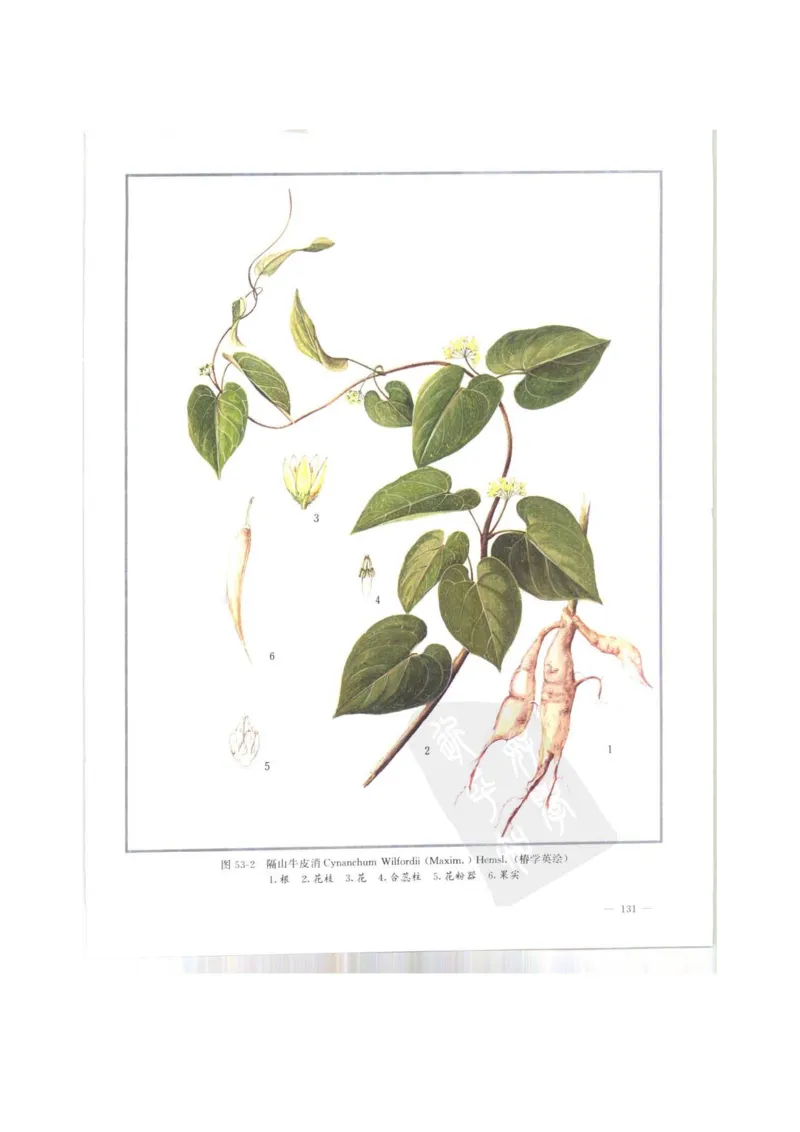 中国本草彩色图鉴（常用中药篇）（上卷）（钱信忠）_绝版书_天涯系列_t涯_绝版古籍电子书合集（13大类）_医书类_中国本草彩色图鉴（常用中药篇）_3册