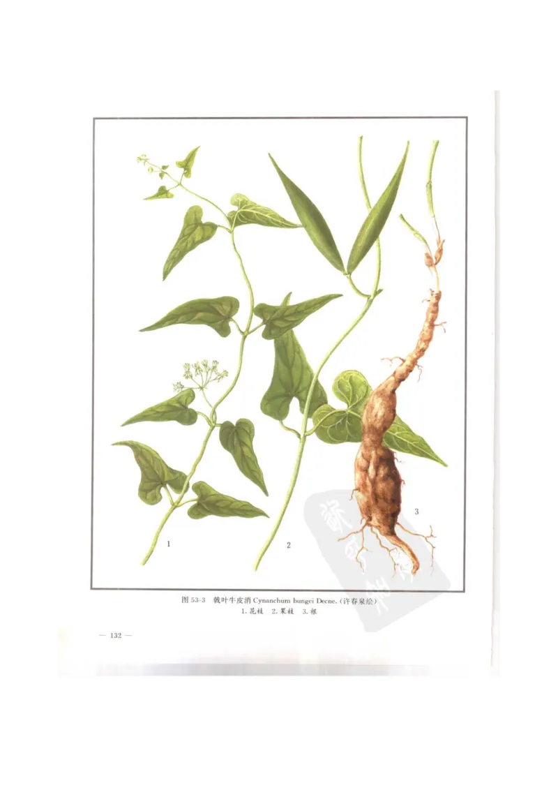 中国本草彩色图鉴（常用中药篇）（上卷）（钱信忠）_绝版书_天涯系列_t涯_绝版古籍电子书合集（13大类）_医书类_中国本草彩色图鉴（常用中药篇）_3册