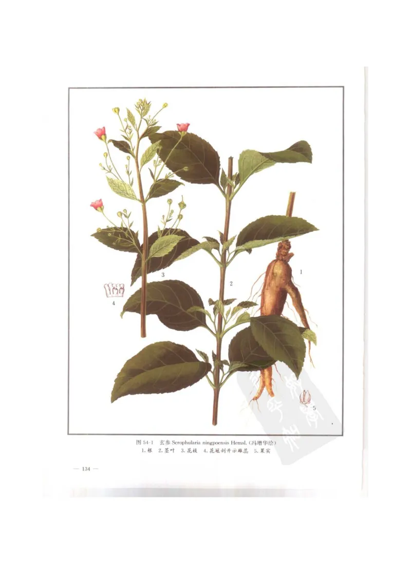 中国本草彩色图鉴（常用中药篇）（上卷）（钱信忠）_绝版书_天涯系列_t涯_绝版古籍电子书合集（13大类）_医书类_中国本草彩色图鉴（常用中药篇）_3册