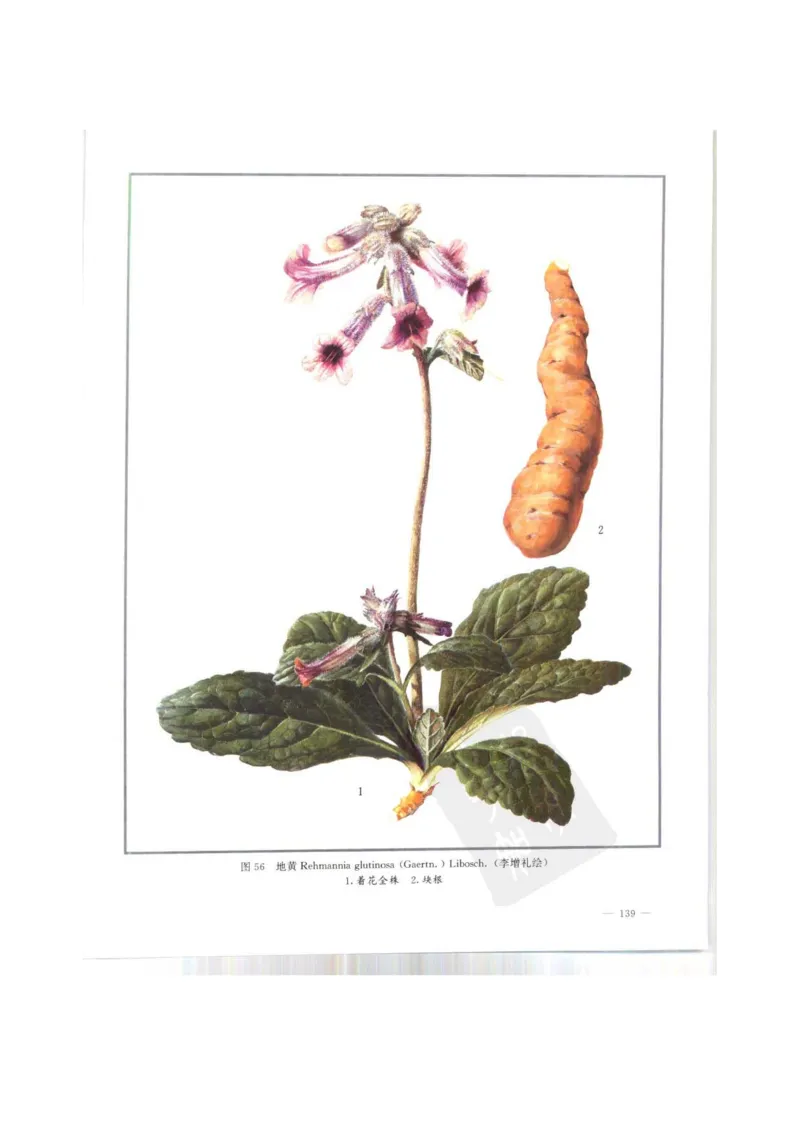 中国本草彩色图鉴（常用中药篇）（上卷）（钱信忠）_绝版书_天涯系列_t涯_绝版古籍电子书合集（13大类）_医书类_中国本草彩色图鉴（常用中药篇）_3册