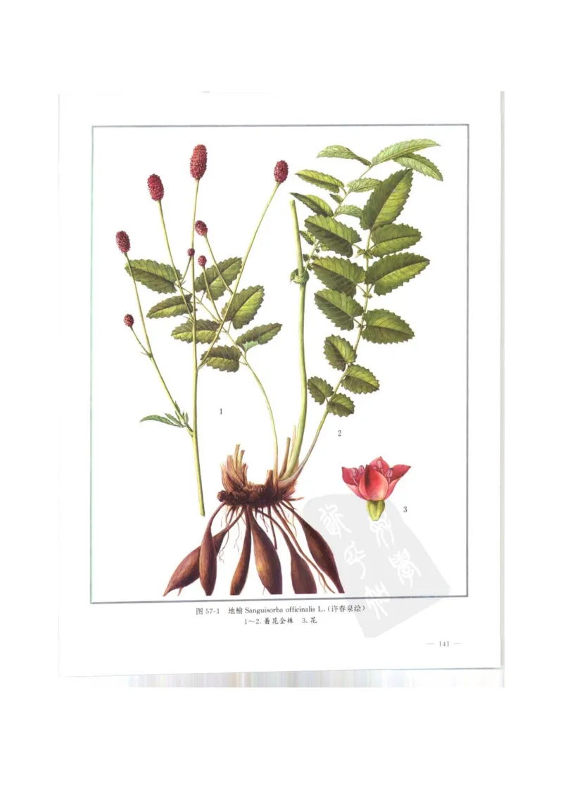 中国本草彩色图鉴（常用中药篇）（上卷）（钱信忠）_绝版书_天涯系列_t涯_绝版古籍电子书合集（13大类）_医书类_中国本草彩色图鉴（常用中药篇）_3册