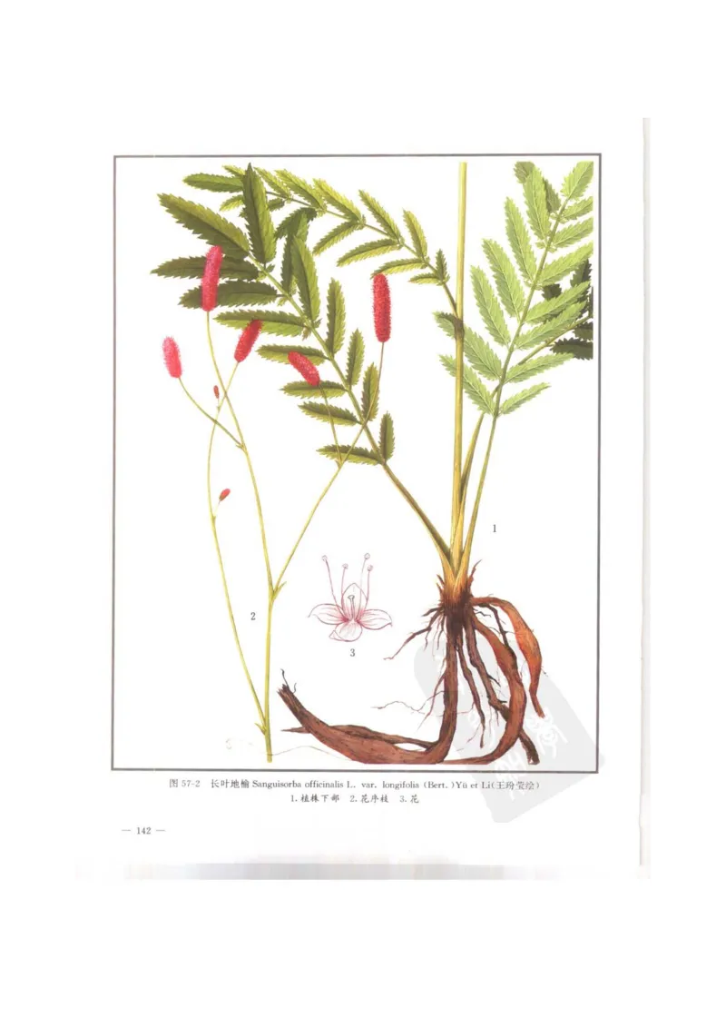 中国本草彩色图鉴（常用中药篇）（上卷）（钱信忠）_绝版书_天涯系列_t涯_绝版古籍电子书合集（13大类）_医书类_中国本草彩色图鉴（常用中药篇）_3册