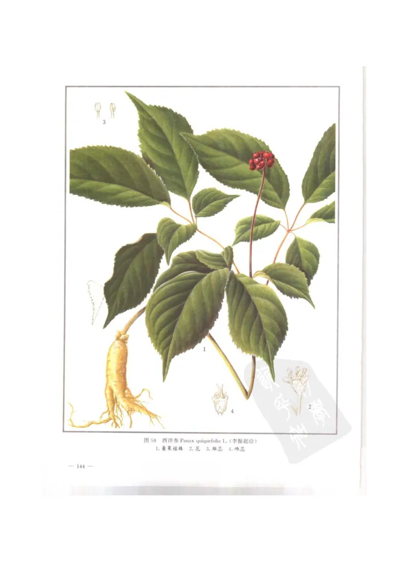 中国本草彩色图鉴（常用中药篇）（上卷）（钱信忠）_绝版书_天涯系列_t涯_绝版古籍电子书合集（13大类）_医书类_中国本草彩色图鉴（常用中药篇）_3册